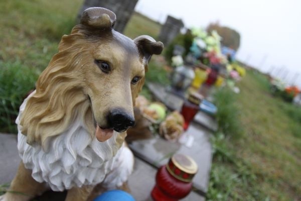 Przepisy nie pozwalają na grzebanie zwierząt w miejscach przypadkowych. Nawet we własnym ogródku nie możemy pochować pupila, który przeżył z nami często kilkanaście lat. Psie, kocie czy chomikowe zwłoki należą do kategorii najbardziej niebezpiecznych odpadów i powinny być spalane. Nie każdemu taka wizja się podoba..