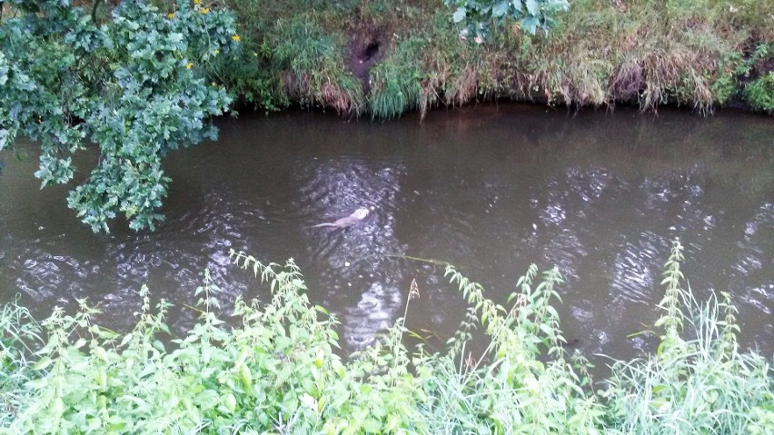 Nutrie w Rudzie w Rybniku. Gryzonie zadomowiły się w rzece