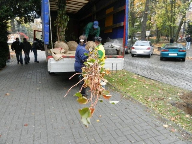 Pracownicy firmy Horticultura wyciągają kolejną lipę, która będzie zasadzona przy al. Niepodległości