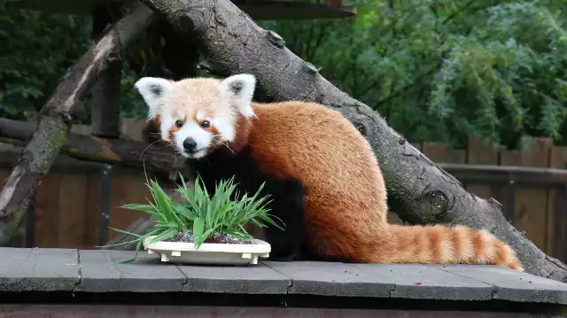 W śląskim zoo zobaczymy ponad 2000 zwierząt. Wśród nich pandę rudą.Zobacz kolejne zdjęcia. Przesuwaj zdjęcia w prawo - naciśnij strzałkę lub przycisk NASTĘPNE