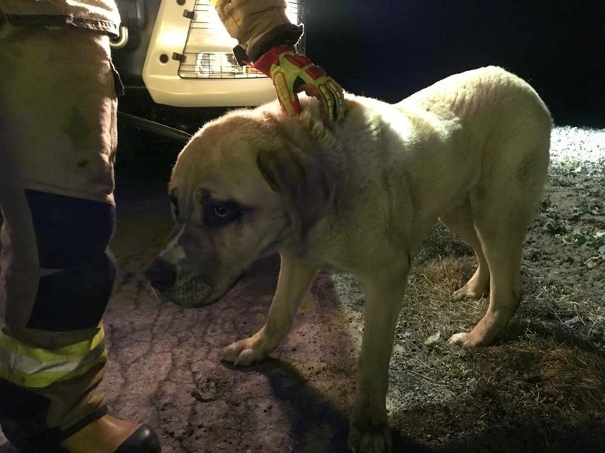 Lublin. Pies wpadł do piwnicy opuszczonego budynku. Teraz strażacy poszukują właściciela czworonoga