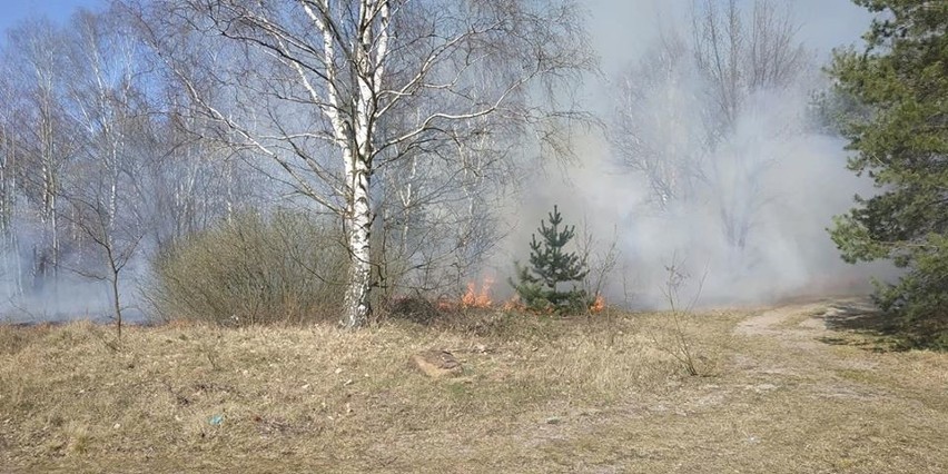 Pożar lasu i płonące trawy w gminie Secemin (ZDJĘCIA)