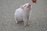 USA: Naukowcy reanimowali martwe komórki u świń. Zaciera się granica między życiem i śmiercią
