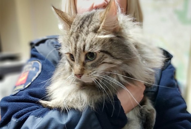 Strażnicy z Animal Patrolu wezwani zostali na ulicę Targową, gdzie błąkał się prawdopodobnie rasowy kot (przypomina kota rasy maine coon). Kotka bez problemu dała się schwytać. Posiadała zarejestrowany czip, ale strażnikom nie udało się skontaktować z właścicielem. Zobacz kolejne zdjęcia