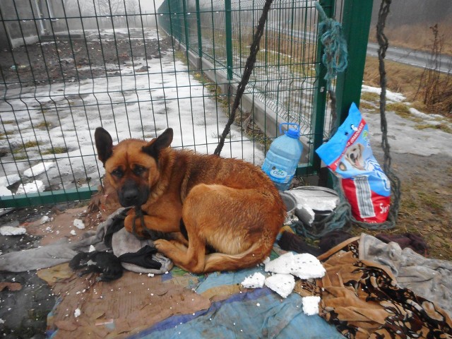 Sybilla - bo tak nazwano sukę - jest bardzo wychudzona, zapchlona i zarobaczona. Jednego szczeniaka odrzuciła.