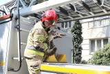 Akcja służb na wrocławskim Biskupinie. Wystraszoną "Emkę" z wysokiego drzewa zdjęli strażacy (ZDJĘCIA)