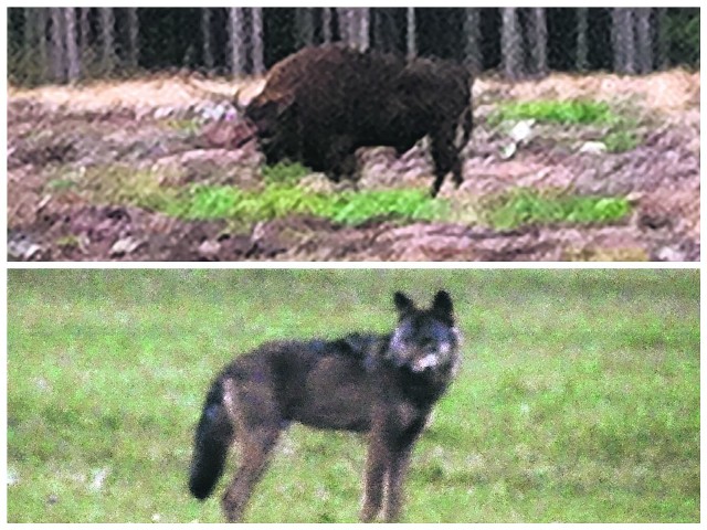 Tego żubra na leśnej polanie 18 września spotkał nasz Czytelnik pod Gorzowem. A Marek Kowalski, kolejny nasz Czytelnik, spotkał kilka wilków pomiędzy Starym Polichnem a Murzynowem koło Gorzowa.