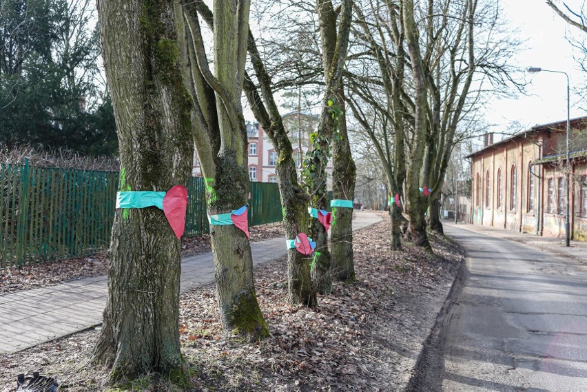 Drzewa na Broniewskiego w Szczecinie zostają. Protesty mieszkańców przyniosły skutek