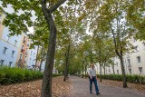 Ile kosztuje utrzymanie drzew w Bydgoszczy? Miliony złotych