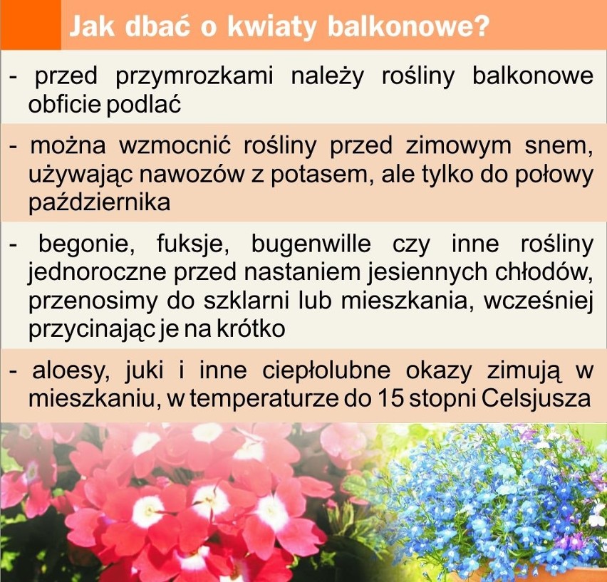 Jak dbać o kwiaty balkonowe?