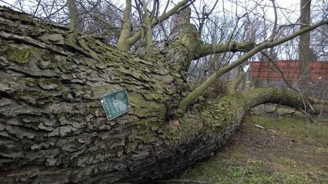 Klon srebrzysty z parku im. Poniatowskiego nie oparł się wichurze.