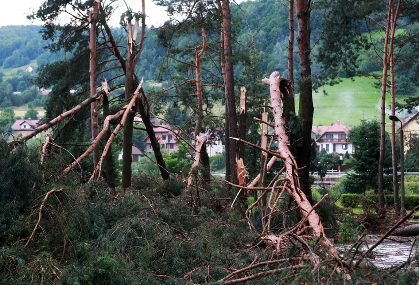 Piwniczna. 40 sekund horroru. Dobę po katakliźmie zniszczony las przeraża [ZDJĘCIA]