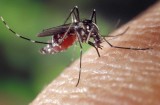 Walka z komarami w gminie   Gogolin będzie proekologiczna!