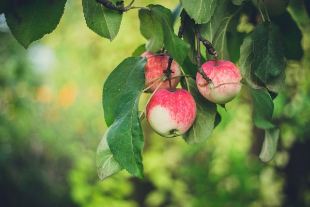 Cięcie powinno utrzymywać możliwie wysoki poziom corocznego owocowania i wysoką jakość produkowanych jabłek oraz zagwarantować optymalne zakładanie pąków kwiatowych w kolejnym roku. 