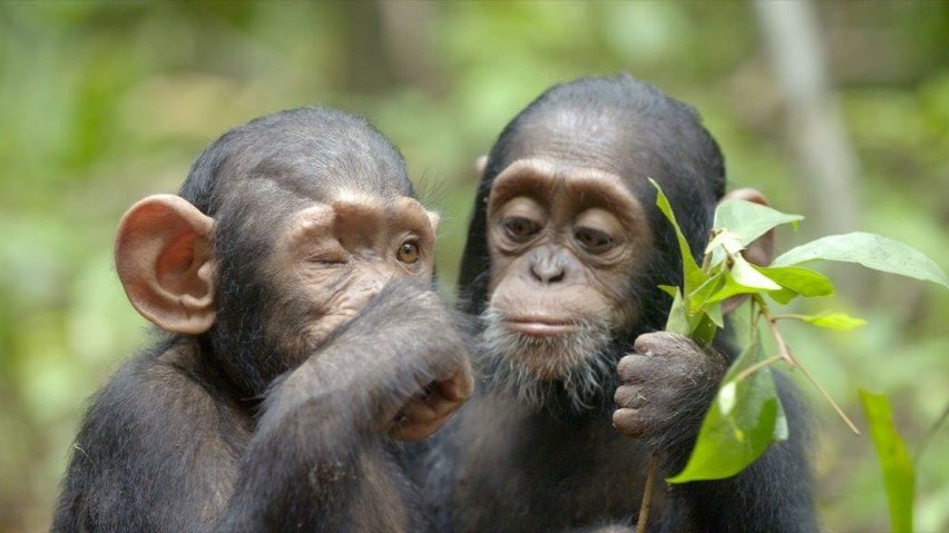 „Szympansy z Kongo: Jane Goodall zaprasza”. Najbardziej ambitny plan ratowania szympansów