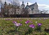 Krokusy 2021. W Dolinie Chochołowskiej? Nie, w Krakowie! Na Bulwarach Wiślanych zakwitł fioletowy dywan. Raj dla instagramerów [ZDJĘCIA]