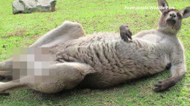 Fotografia wywołała oburzenie wśród internautów, uważających, że "nagość" zwierząt jest naturalna i wszelkie pomysły zasłaniania ich intymnych części ciała jest niedopuszczalne.