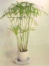 Papirus rośnie w domu jak na drożdżach 