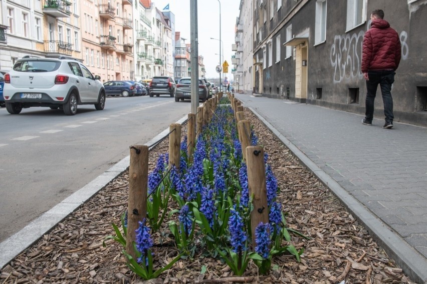 Wyspy zieleni przy ul. Poznańskiej i Jeżyckiej powstały w...