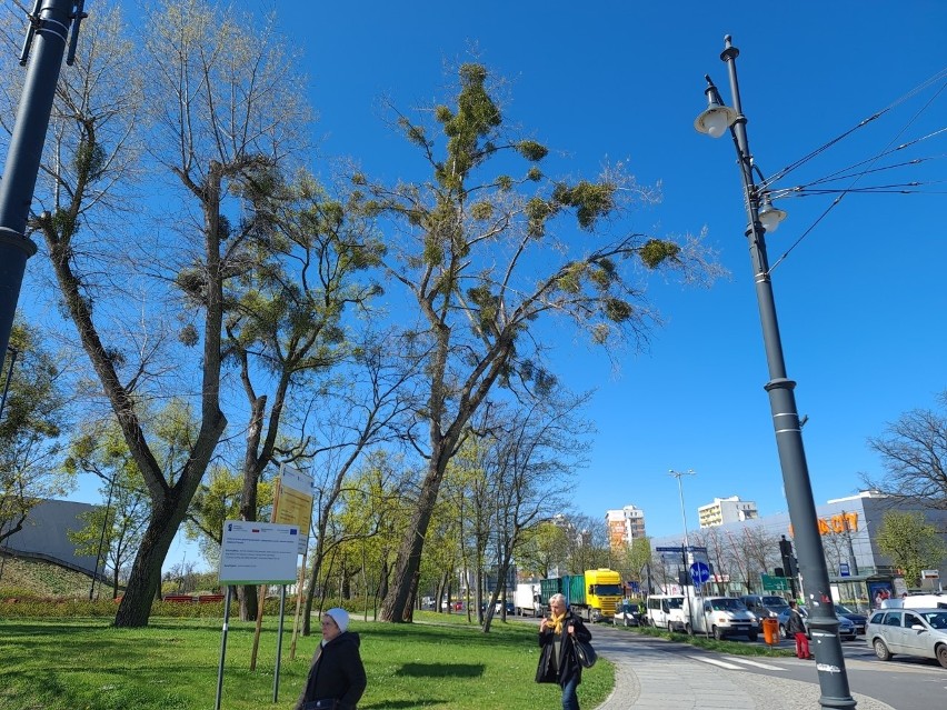 Jemioła na toruńskich drzewach i oczyszczony z niej już park...