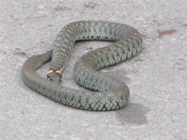 Ranny wąż w Przasnyszu