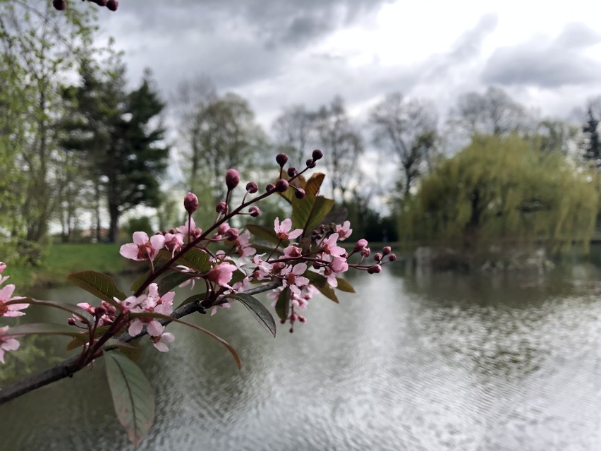 Wybierz się na spacer do parku przy Muzeum-Zamku w Łańcucie. Przepięknie kwitną magnolie, tulipany, hiacynty, bratki [ZDJĘCIA]