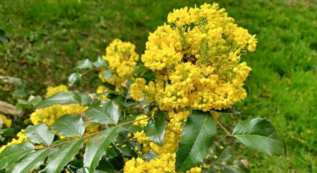 Kwiaty mahonii najczęściej pojawiają się w kwietniu. Pięknie pachną i chętnie odwiedzają je pszczoły.