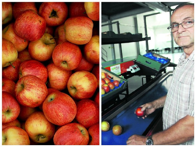 Kierownik przechowalni w Łącku Wojciech Piksa prezentuje nowoczesną maszynę, która pakuje czyste owoce do skrzynek