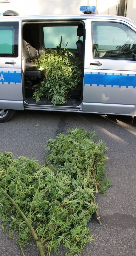 Funkcjonariusze zabezpieczyli 24 krzewy marihuany. Większość...