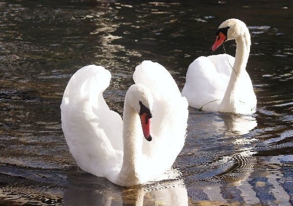 Zagrożeniem mogą być też dziko żyjące  łabędzie. Dlatego lepiej je omijać.