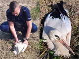 Policjanci z Zaklikowa pomogli rannemu bocianowi. Miał uszkodzone skrzydło [ZDJĘCIA]