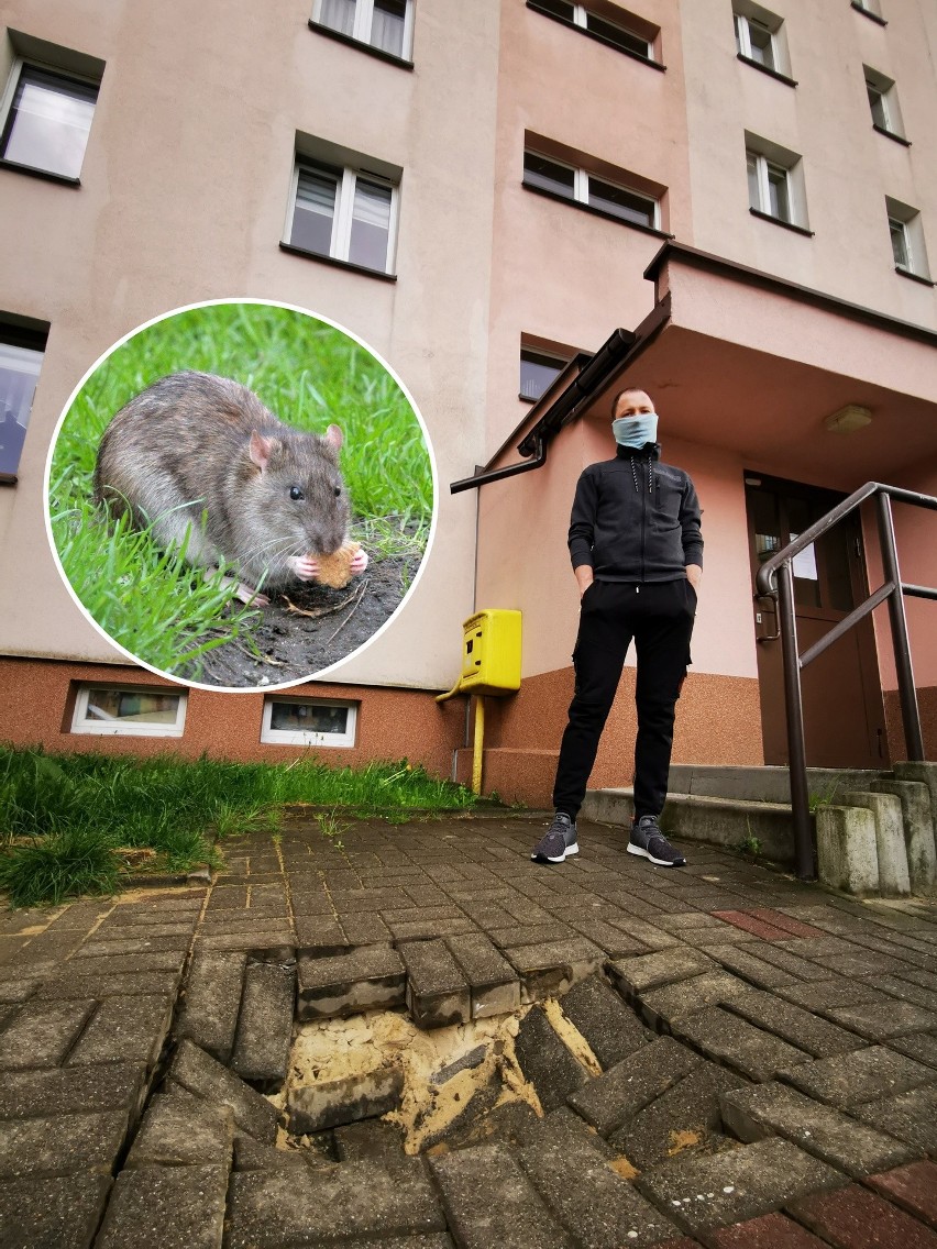 Szczury grasują na os. Młodości w Chrzanowie. Podkopały chodnik, mieszkańcy boją się, co zniszczą dalej [ZDJĘCIA]