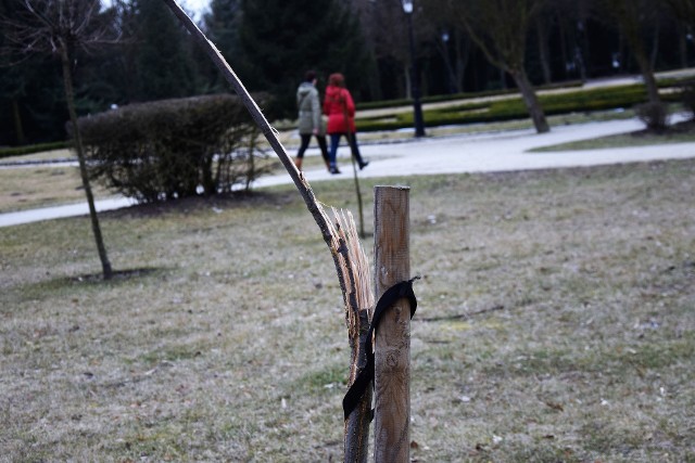 Wandale połamali pamiątkowy dąb, który w 2012 roku posadził w Solankach Honorowy Obywatel Inowrocławia, prymas Polski Józef Glemp. Spacerujące po parku osoby nie szczędziły krytyki dla sprawców zniszczenia. - Łapy takim połamać - komentowano.