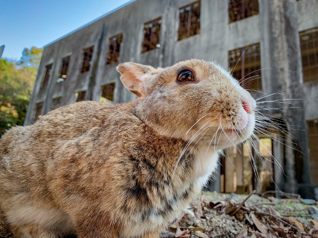 Dziś wyspa Okunoshima na japońskim Morzu Wewnętrznym Seto jest lepiej znana jako Usagi Jima, czyli „Wyspa Królików”. Ta mała wyspa jest domem dla setek dzikich królików, które zamieszkują zarośnięte budynki. Nie wiadomo, w jaki sposób trafiły tam pierwsze króliki – jedna z teorii sugeruje, że grupa odwiedzających uczniów wypuściła je na początku lat 70. XX wieku. 