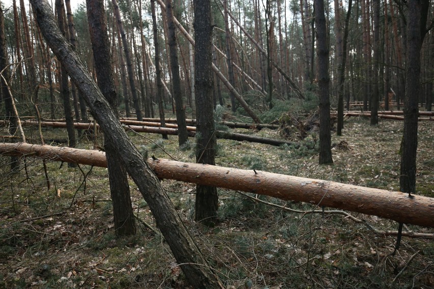 Tak wyglądają teraz lasy w okolicach Kędzierzyna i Strzelec...