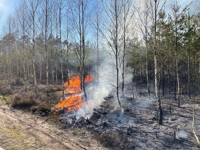 Pożar lasu niedaleko Manowa. Leśnicy walczyli z ogniem ramię w ramię ze strażakami [ZDJĘCIA]