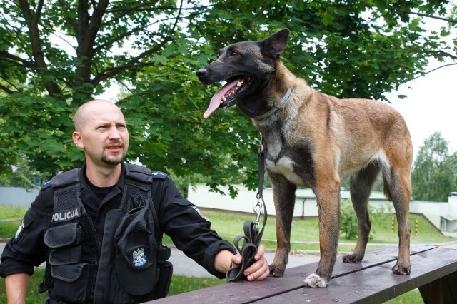 Suka Bosa, rasy owczarek belgijski Malinois, w białostockiej policji służy już siódmy rok. Jeszcze dwa lata i Bosa będzie mogła przejść na zasłużoną emeryturę. Na co dzień opiekuje się nią mł. asp. Marek Mancewicz z Komendy Miejskiej Policji w Białymstoku.