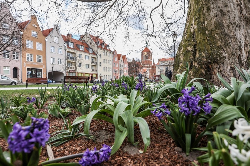 Wiosenny Gdańsk. Spacerowicze tłumnie korzystają ze słonecznej soboty. Zdjęcia