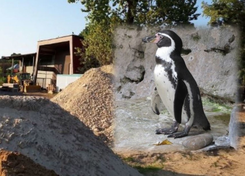 Trwa budowa obiektu dla pingwinów Humboldta w śląskim zoo.