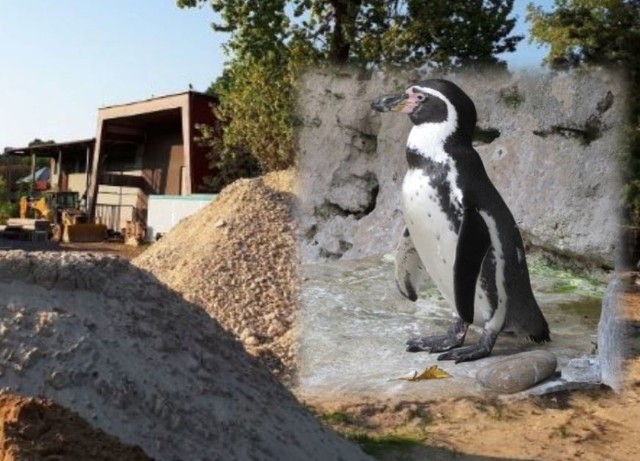 Trwa budowa obiektu dla pingwinów Humboldta w śląskim zoo.