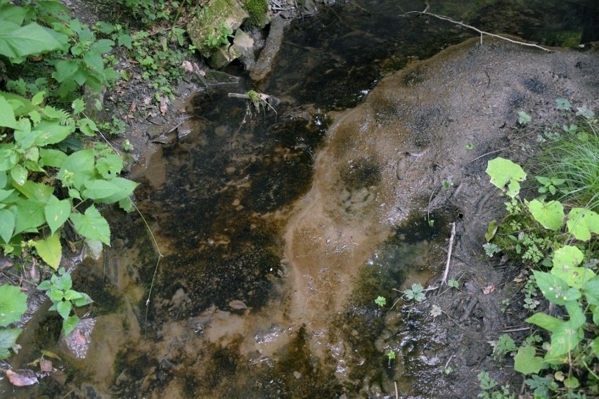 Strumienie i potoki w Bieszczadach nie są zanieczyszczone ropą