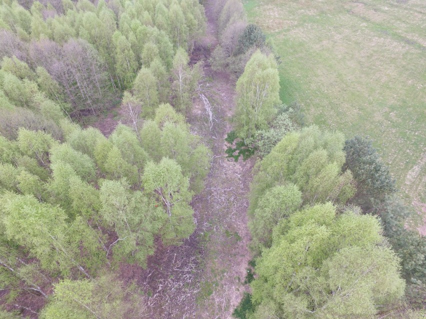 Dronem walczą z barszczem Sosnowskiego