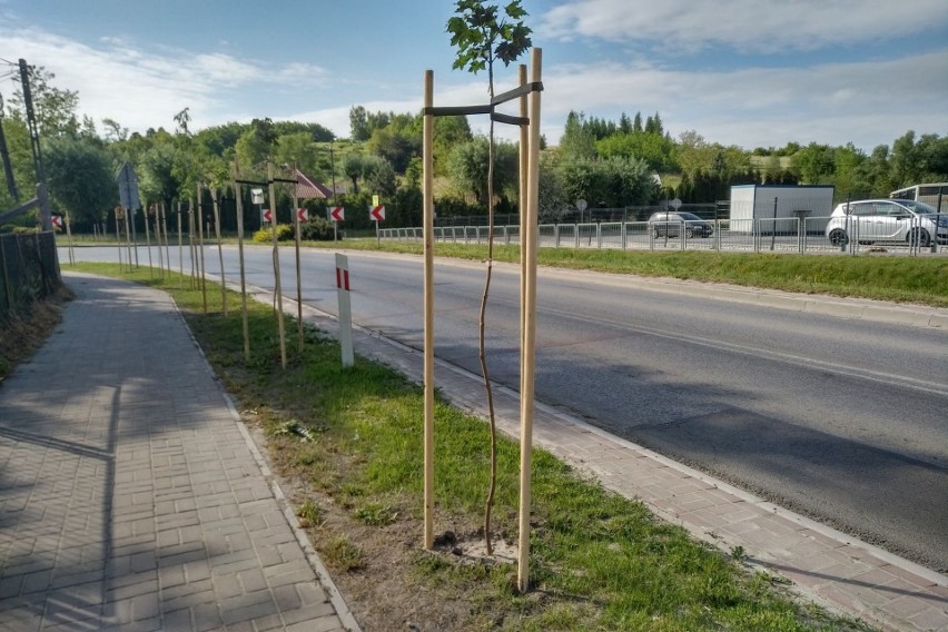 W Skalbmierzu zasadzono prawie 100 klonów zielonych i czerwonych. Ulica podporucznika Sokoła zapełni się niebawem zdrową zielenią