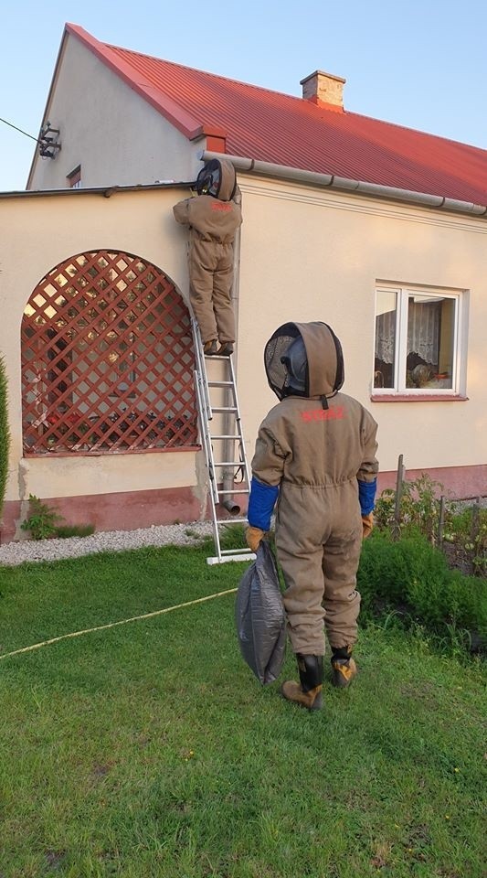 Strażacy z Grębowa usunęli gniazdo groźnych szerszeni (ZDJĘCIA)
