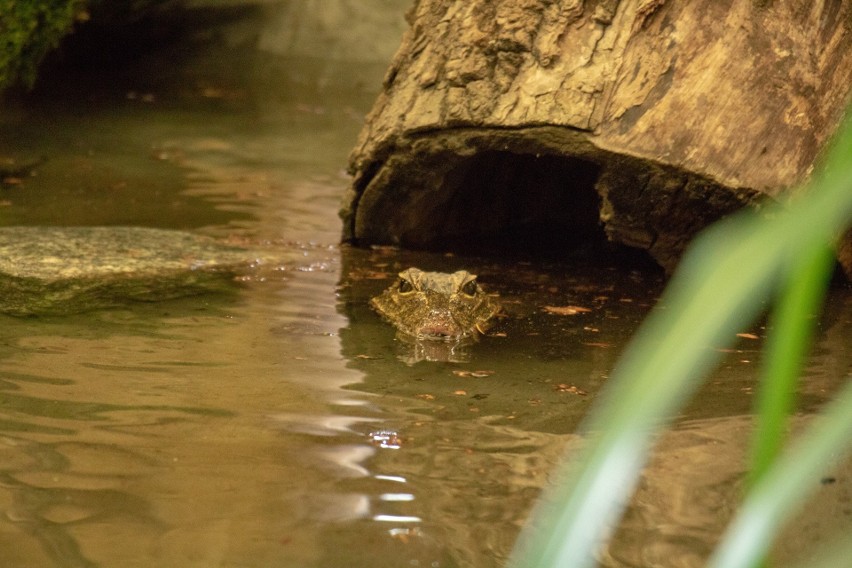 W gronie nowych mieszkańców ZOO w Chorzowie pojawiły się...