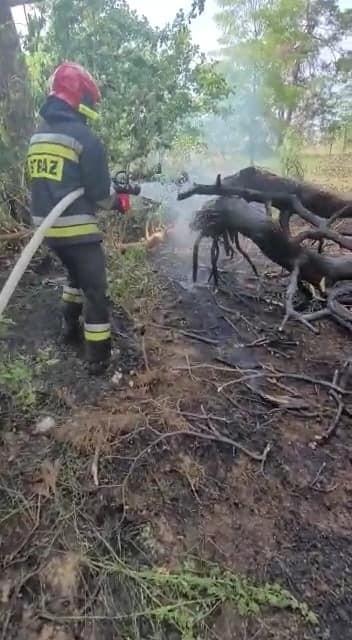 Pożar drzewa i trawy w Toruniu