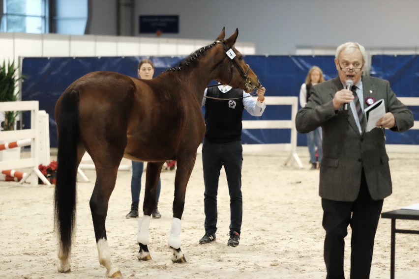 Cavaliada 2017 - zobacz najpiękniejsze konie ras szlachetnych [ZDJĘCIA]