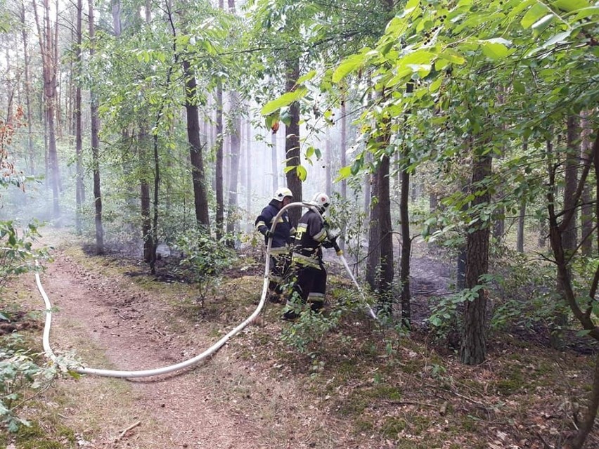 Dziś (30 lipca) przed południem w lesie przy obwodnicy...