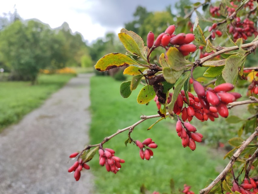 Zachwycająca jesień w arboretum w Marculach koło Starachowic. Można oglądać piękne rośliny (ZDJĘCIA)