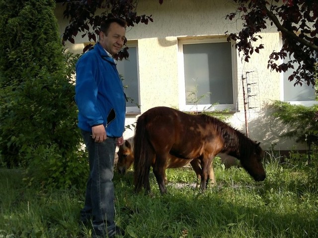 Pan Janusz Gwiaździński zaopiekował się zagubionymi konikami.